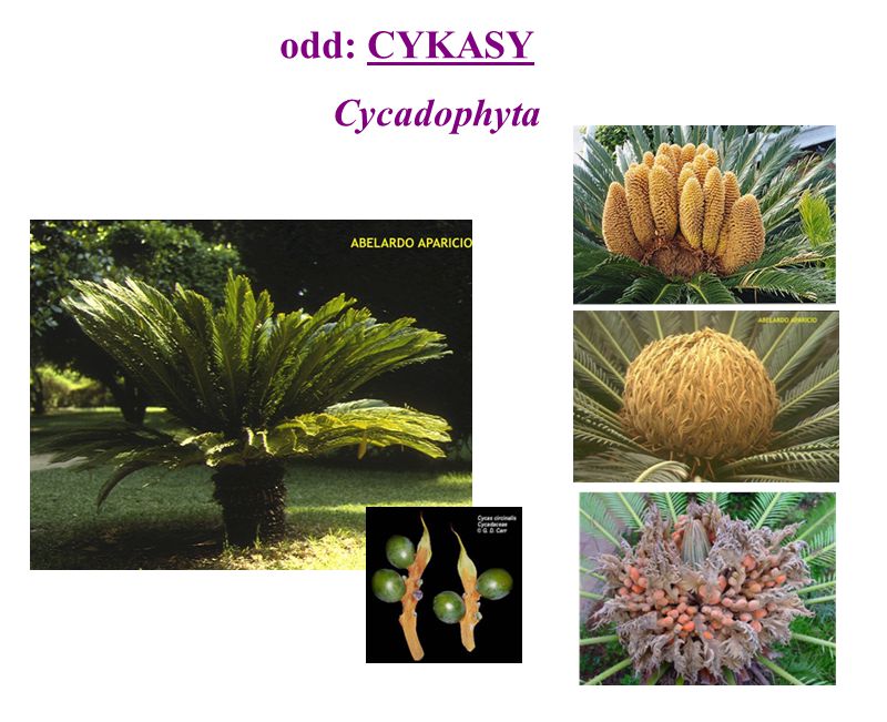 odd: CYKASY Cycadophyta