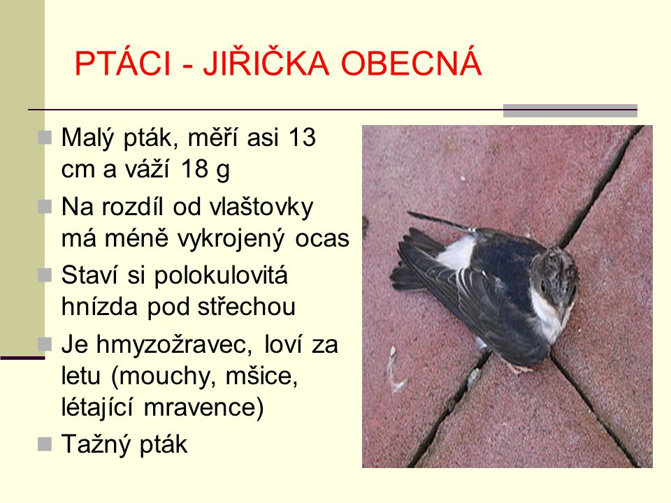 PTÁCI - JIŘIČKA OBECNÁ Malý pták, měří asi 13 cm a váží 18 g