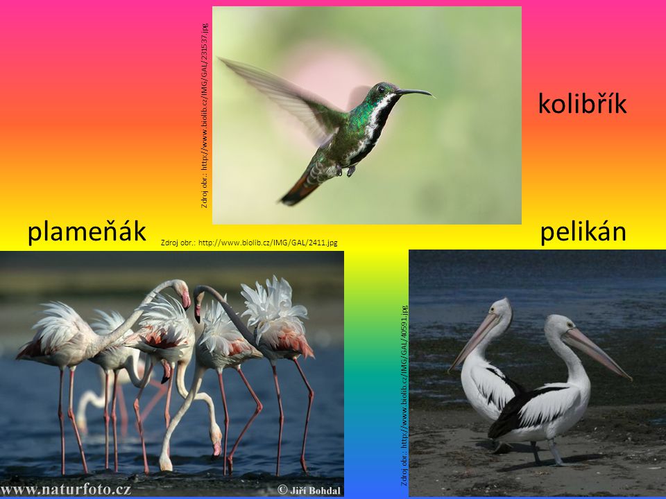 kolibřík plameňák pelikán