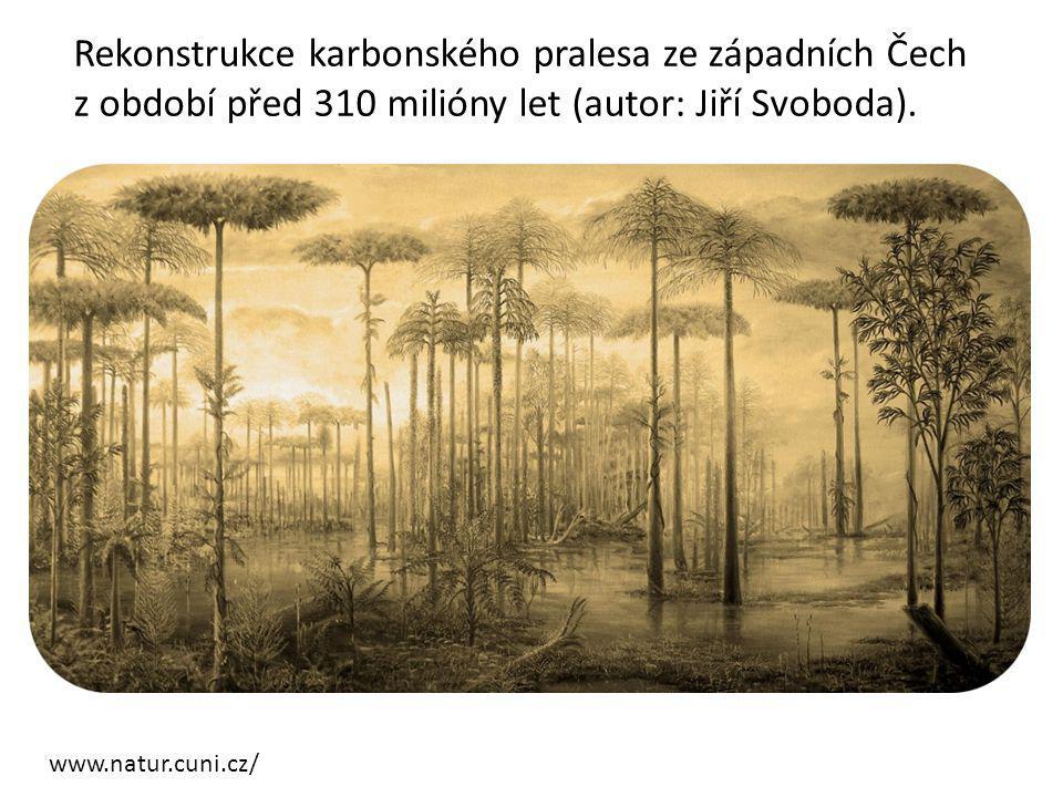 Rekonstrukce karbonského pralesa ze západních Čech z období před 310 milióny let (autor: Jiří Svoboda).