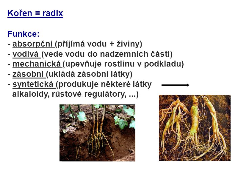 Kořen = radix Funkce: - absorpční (příjímá vodu + živiny)