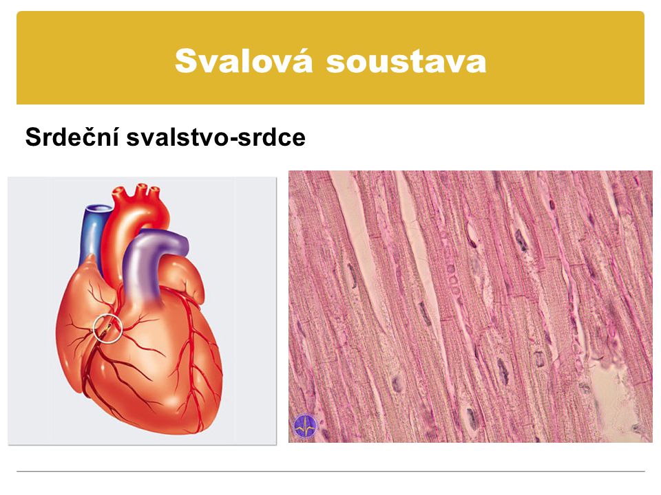 Svalová soustava Srdeční svalstvo-srdce