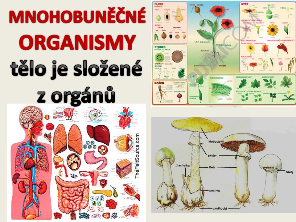 MNOHOBUNĚČNÉ ORGANISMY tělo je složené z orgánů