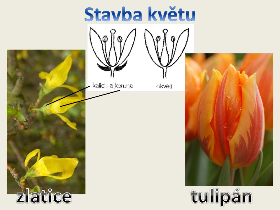 Stavba květu zlatice tulipán