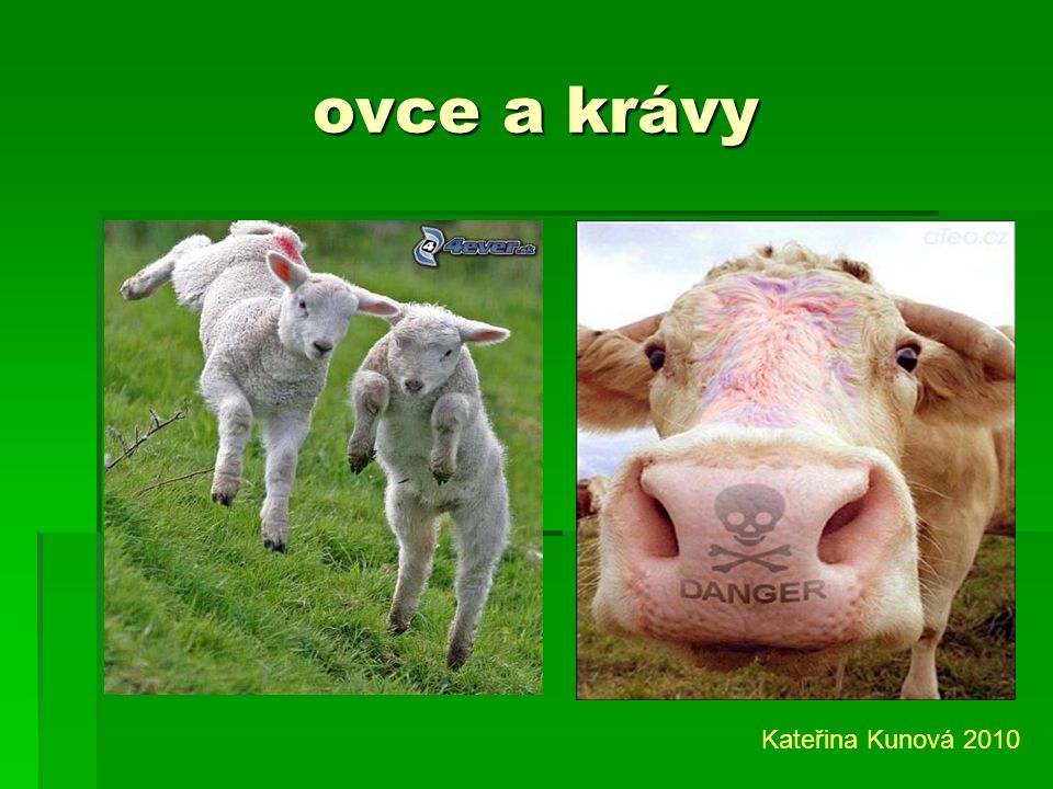 ovce a krávy Kateřina Kunová 2010