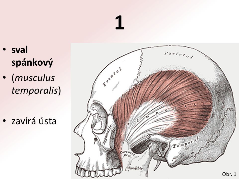 1 sval spánkový (musculus temporalis) zavírá ústa Obr. 1