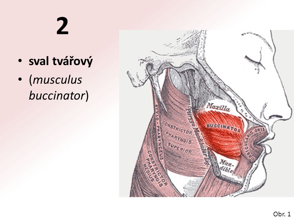 2 sval tvářový (musculus buccinator) Obr. 1