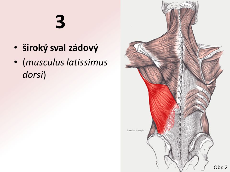 3 široký sval zádový (musculus latissimus dorsi) Obr. 2