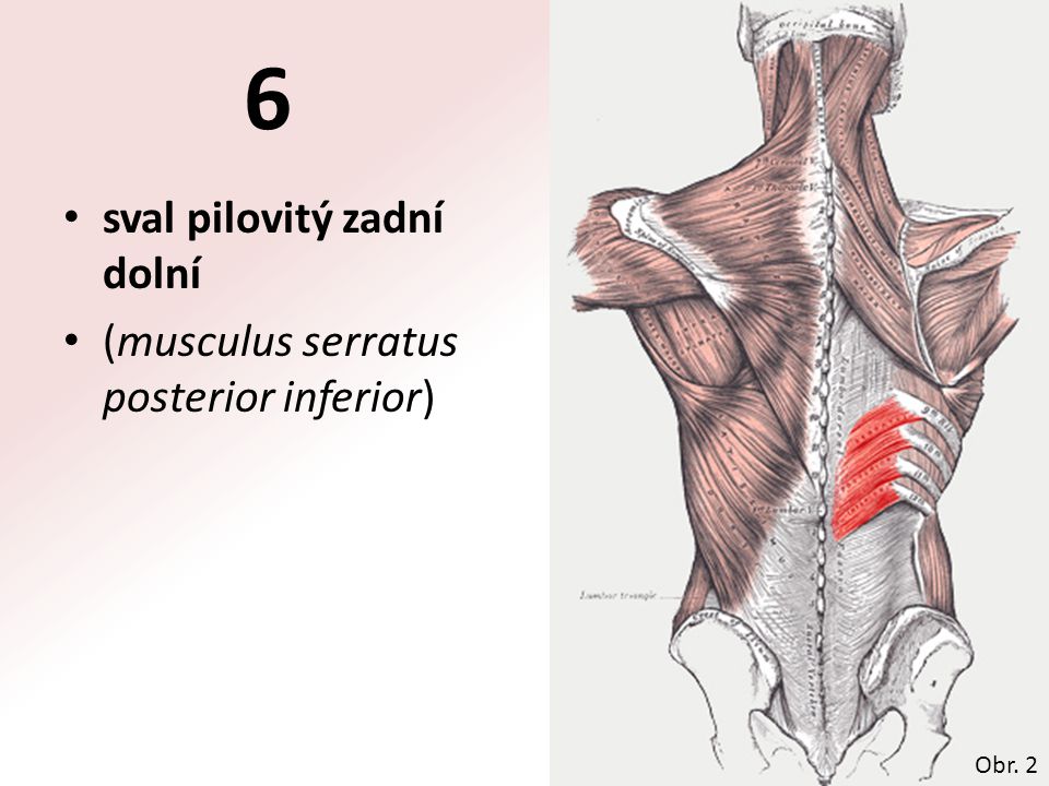 6 sval pilovitý zadní dolní (musculus serratus posterior inferior)
