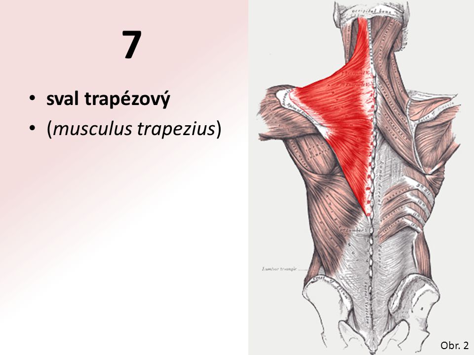 7 sval trapézový (musculus trapezius) Obr. 2