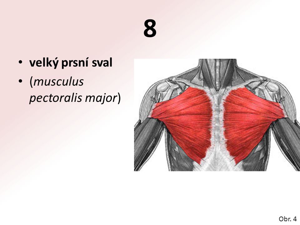 8 velký prsní sval (musculus pectoralis major) Obr. 4