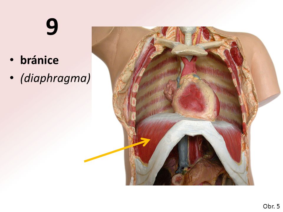 9 bránice (diaphragma) Obr. 5