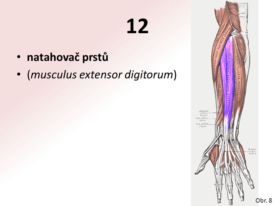 12 natahovač prstů (musculus extensor digitorum) Obr. 8