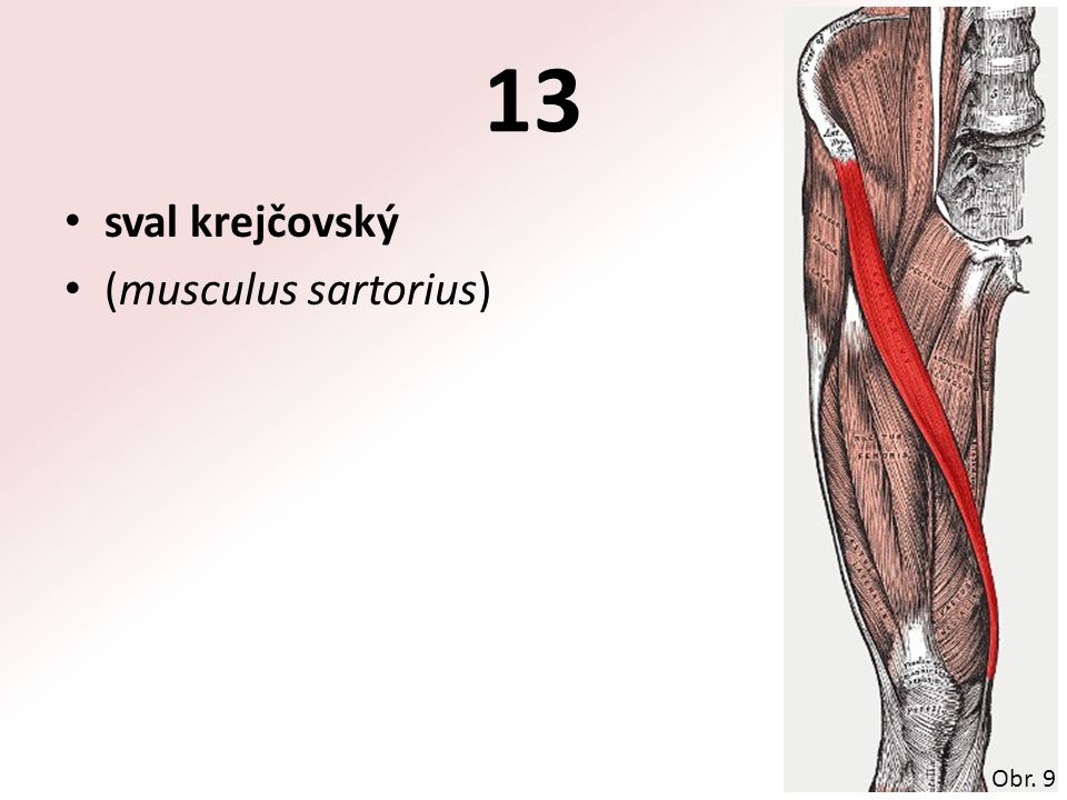 13 sval krejčovský (musculus sartorius) Obr. 9