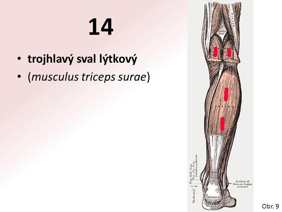 14 trojhlavý sval lýtkový (musculus triceps surae) Obr. 9