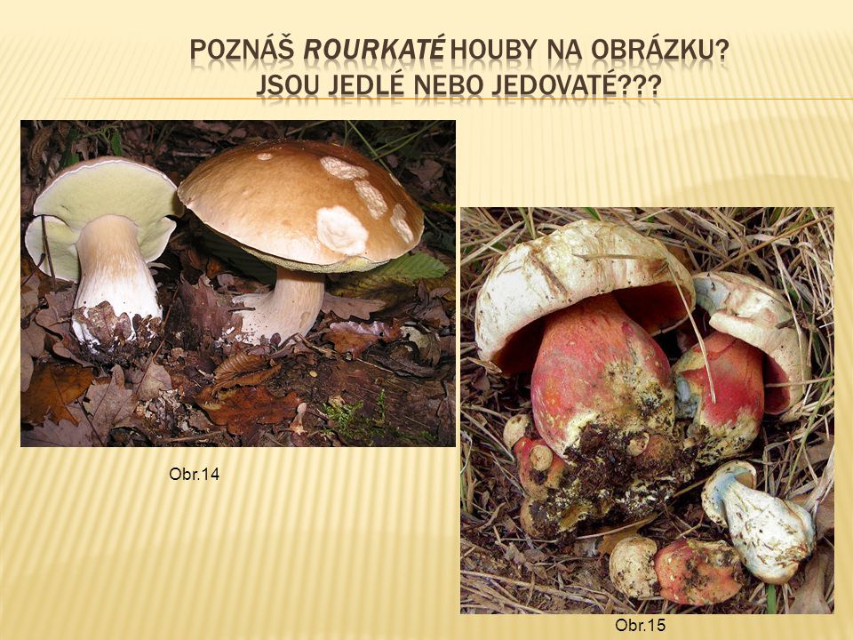 Poznáš rourkaté houby na obrázku Jsou jedlé nebo jedovaté