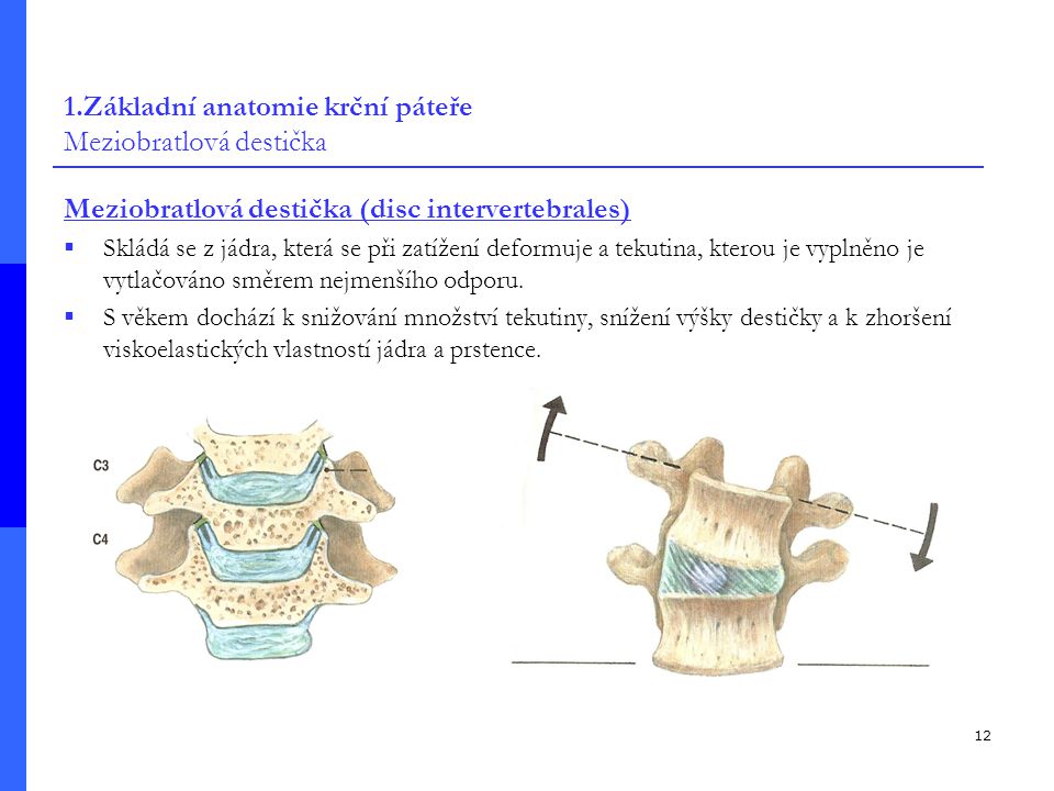 1.Základní anatomie krční páteře Meziobratlová destička
