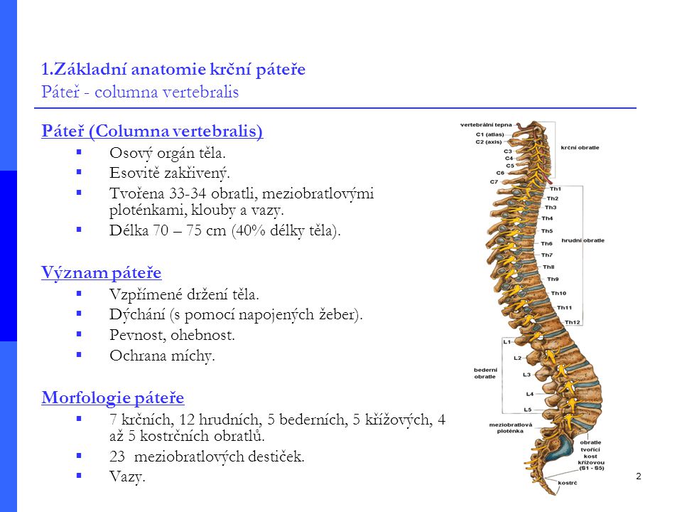 1.Základní anatomie krční páteře Páteř - columna vertebralis
