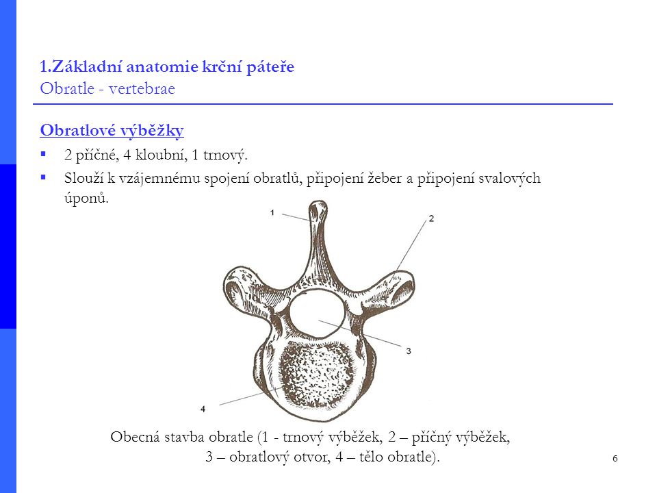 1.Základní anatomie krční páteře Obratle - vertebrae