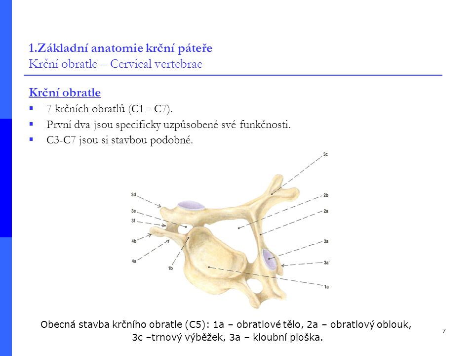 1.Základní anatomie krční páteře Krční obratle – Cervical vertebrae