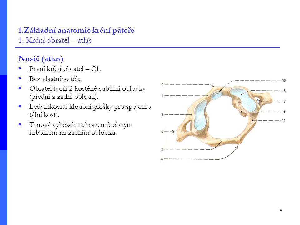 1.Základní anatomie krční páteře 1. Krční obratel – atlas
