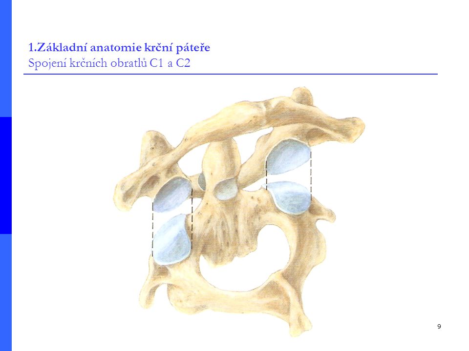 1.Základní anatomie krční páteře Spojení krčních obratlů C1 a C2