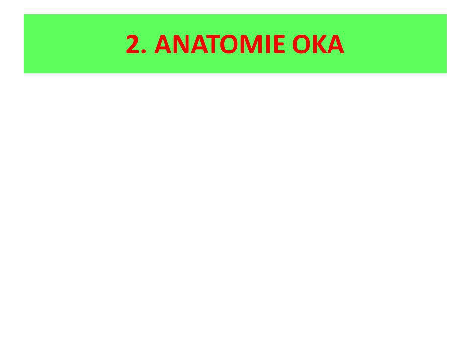 2. ANATOMIE OKA