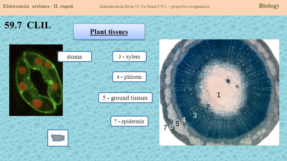 59.7 CLIL Plant tissues stoma 5 - ground tissues 3 - xylem 4 - phloem