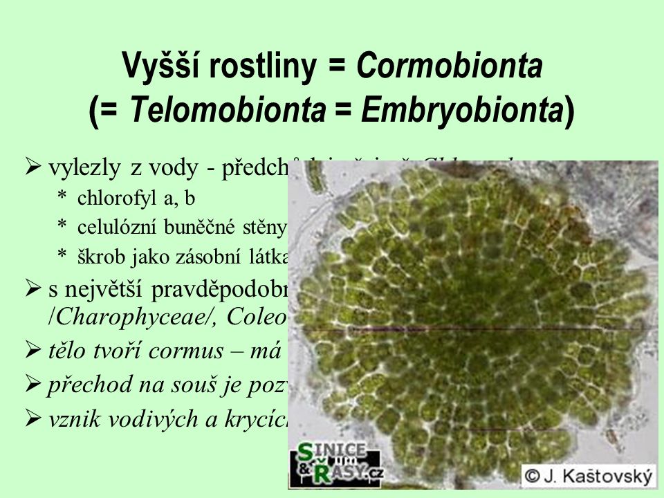 Vyšší rostliny = Cormobionta (= Telomobionta = Embryobionta)