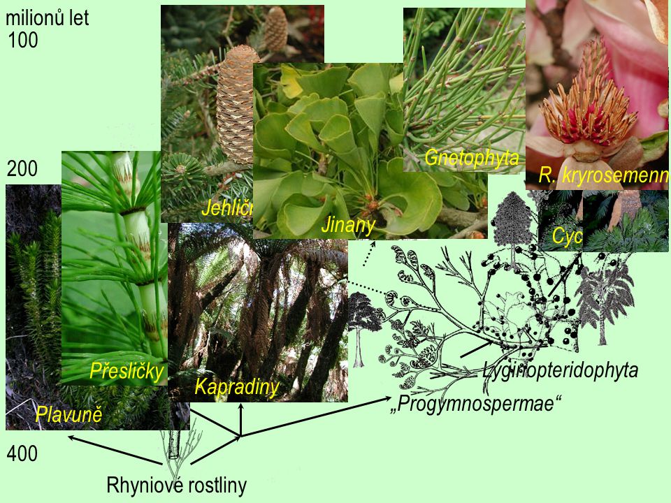 milionů let R. kryrosemenné. Jehličnany. Gnetophyta Jinany. Cycadophyta. Rhyniové rostliny.