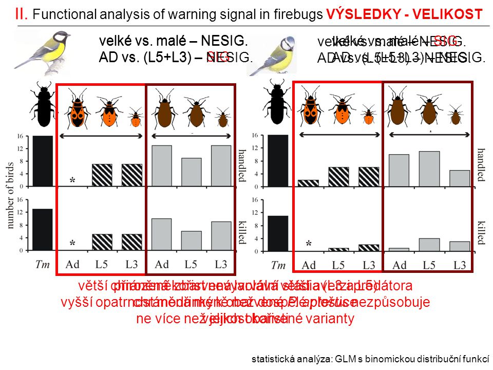 II. Functional analysis of warning signal in firebugs VÝSLEDKY - VELIKOST