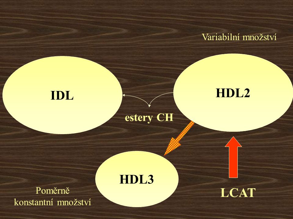 HDL2 HDL IDL HDL3 LCAT estery CH Variabilní množství Poměrně