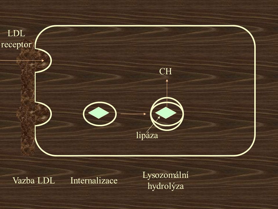 LDL receptor CH lipáza Vazba LDL Internalizace Lysozomální hydrolýza