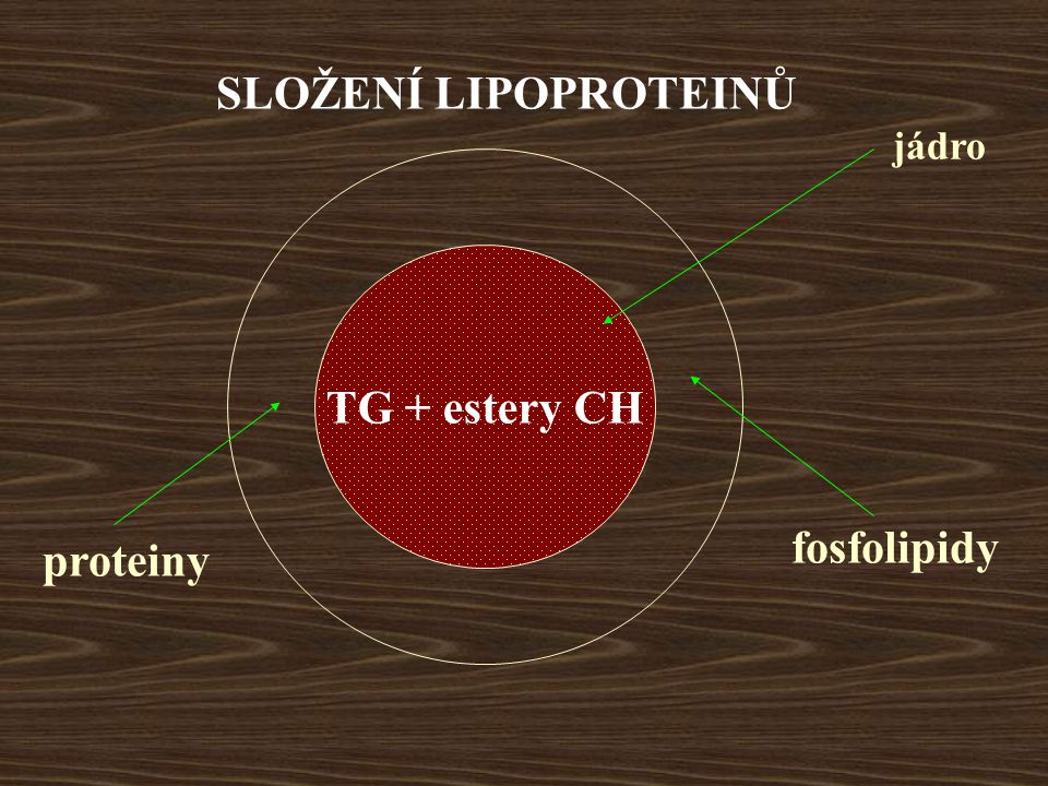 SLOŽENÍ LIPOPROTEINŮ TG + estery CH proteiny fosfolipidy