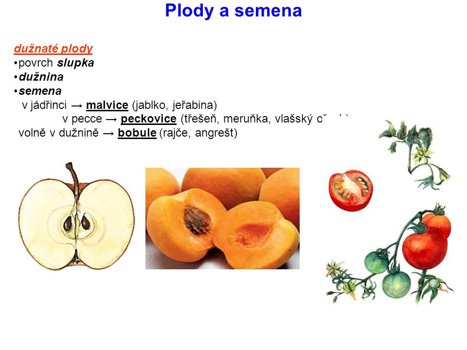 Plody a semena dužnaté plody povrch slupka dužnina semena