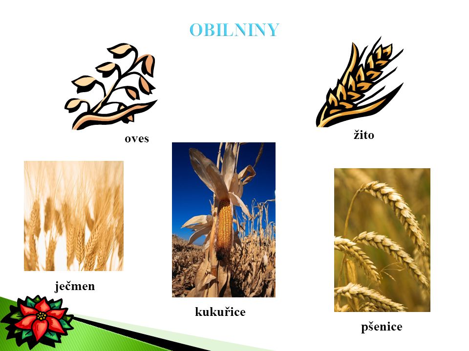 OBILNINY žito oves ječmen kukuřice pšenice