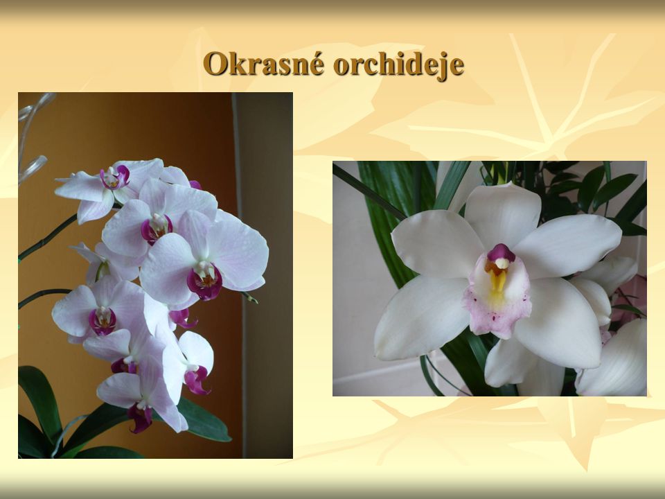 Okrasné orchideje