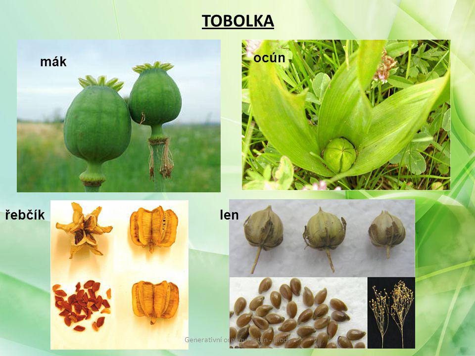 Generativní orgány rostlin - plody