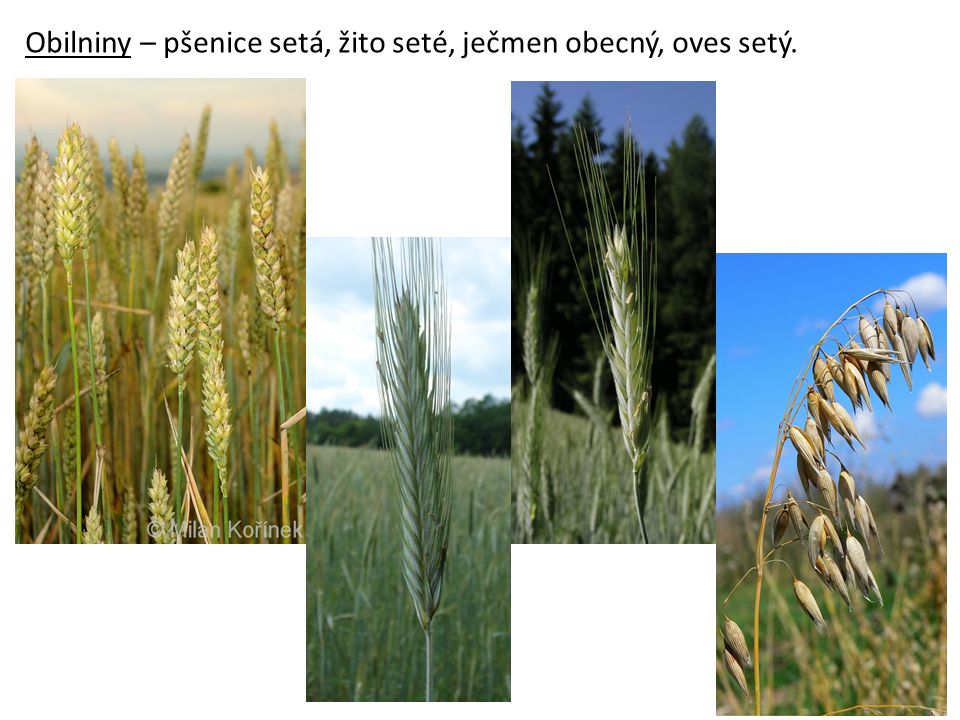 Obilniny – pšenice setá, žito seté, ječmen obecný, oves setý.