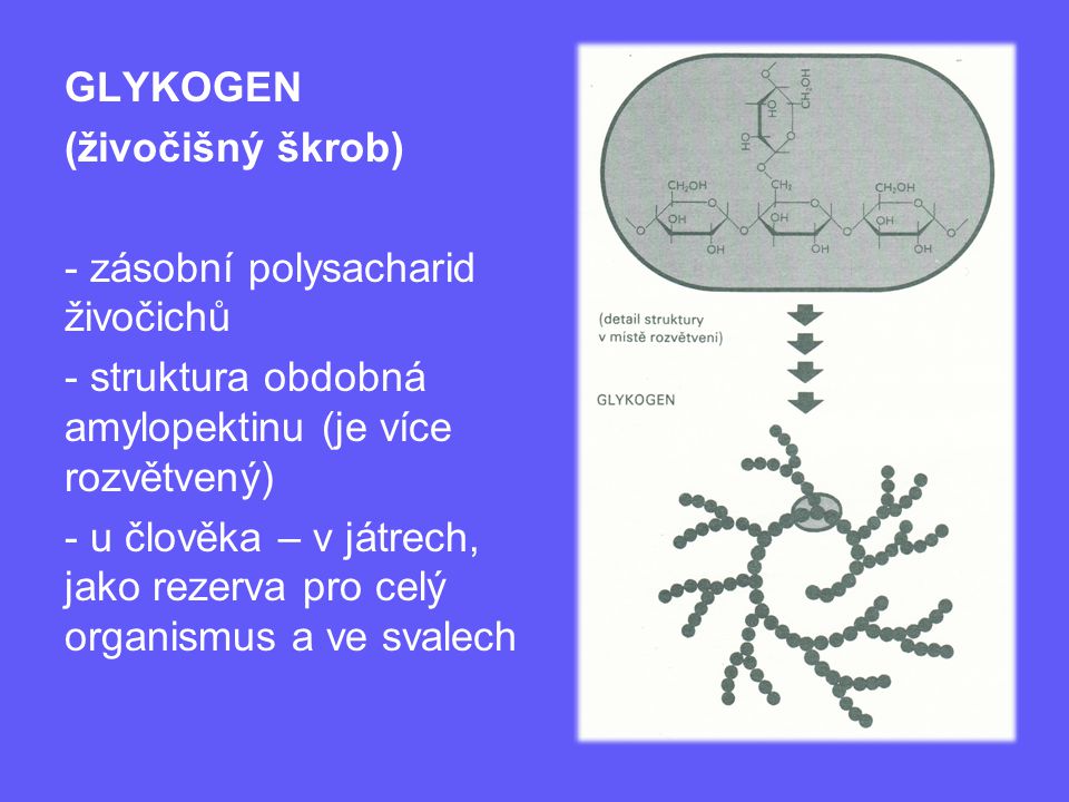 GLYKOGEN (živočišný škrob) zásobní polysacharid živočichů. struktura obdobná amylopektinu (je více rozvětvený)
