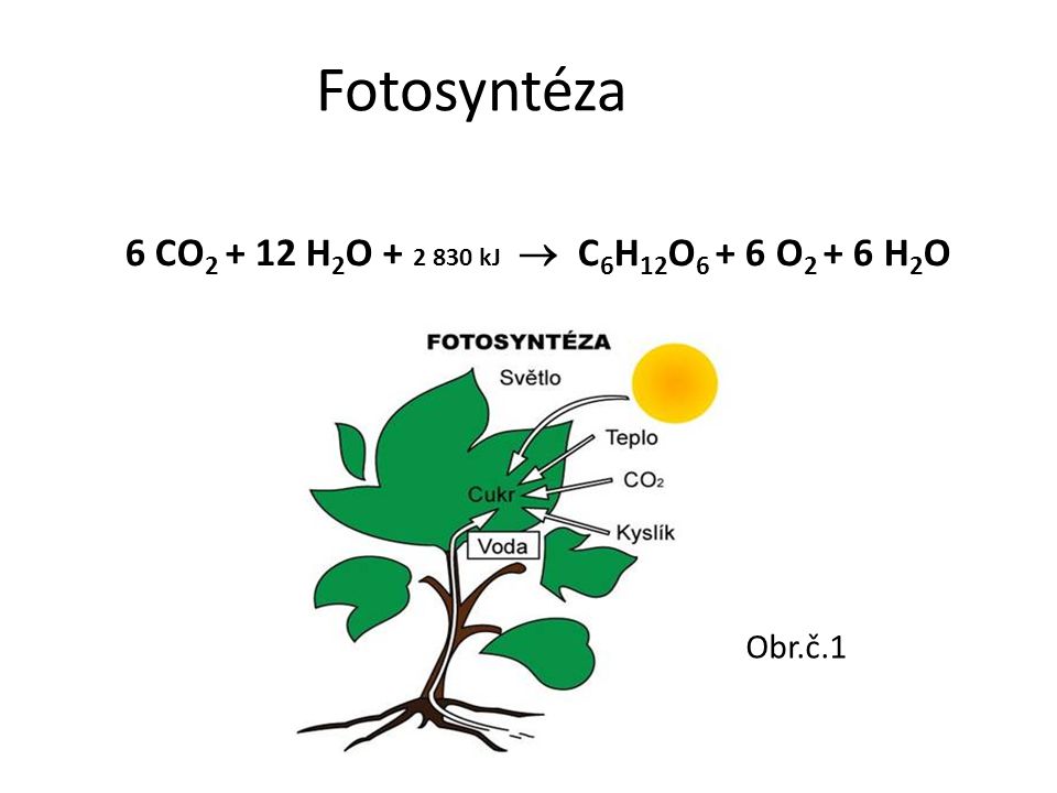 Fotosyntéza 6 CO H2O kJ  C6H12O6 + 6 O2 + 6 H2O Obr.č.1