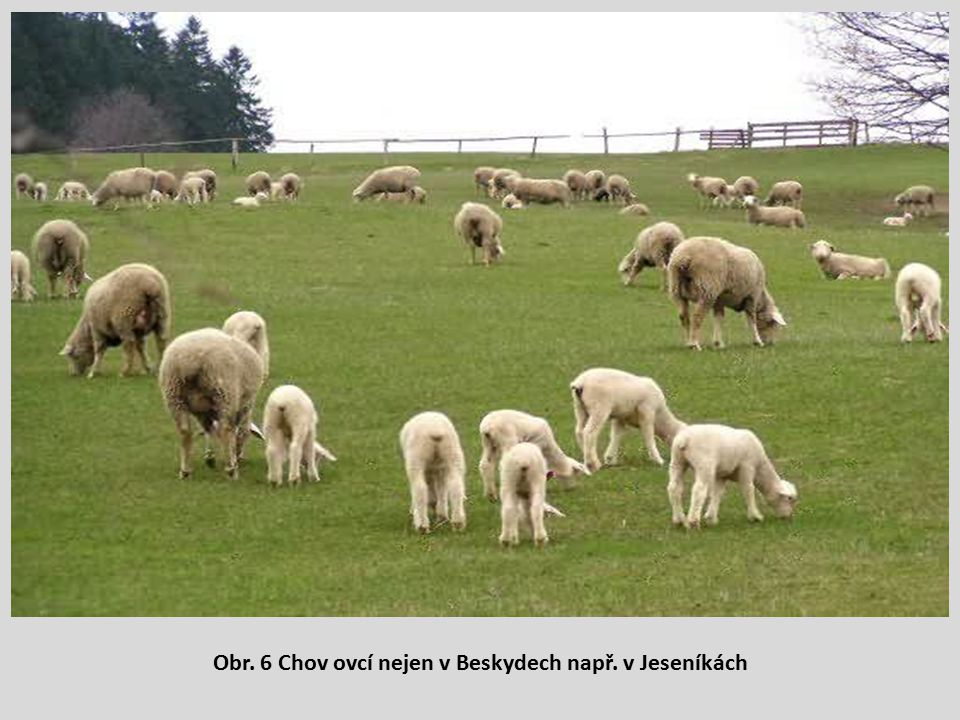 Obr. 6 Chov ovcí nejen v Beskydech např. v Jeseníkách