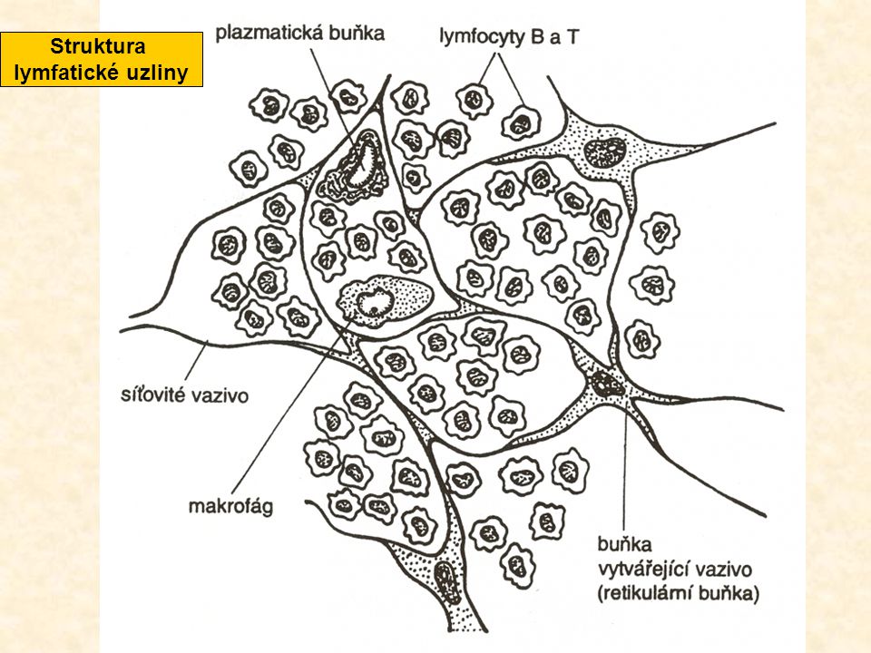 Struktura lymfatické uzliny