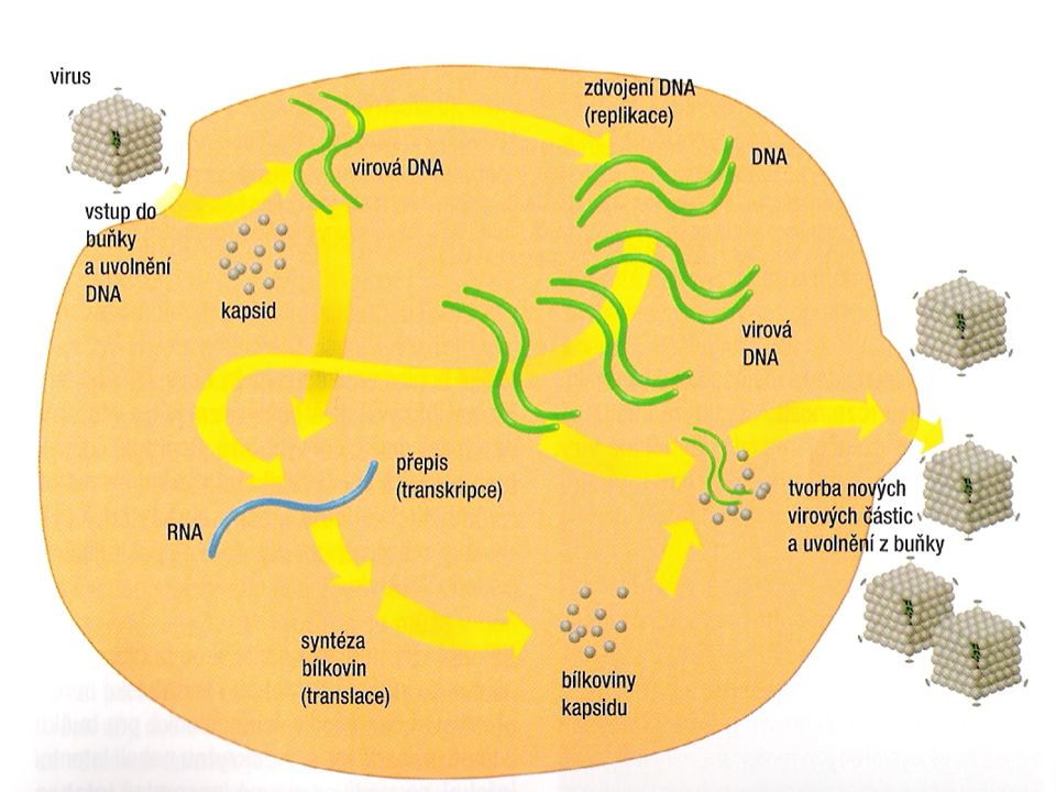 Lytický cyklus DNA viru