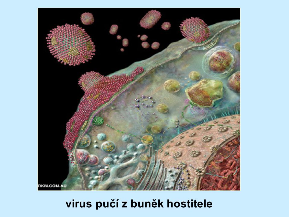 virus pučí z buněk hostitele