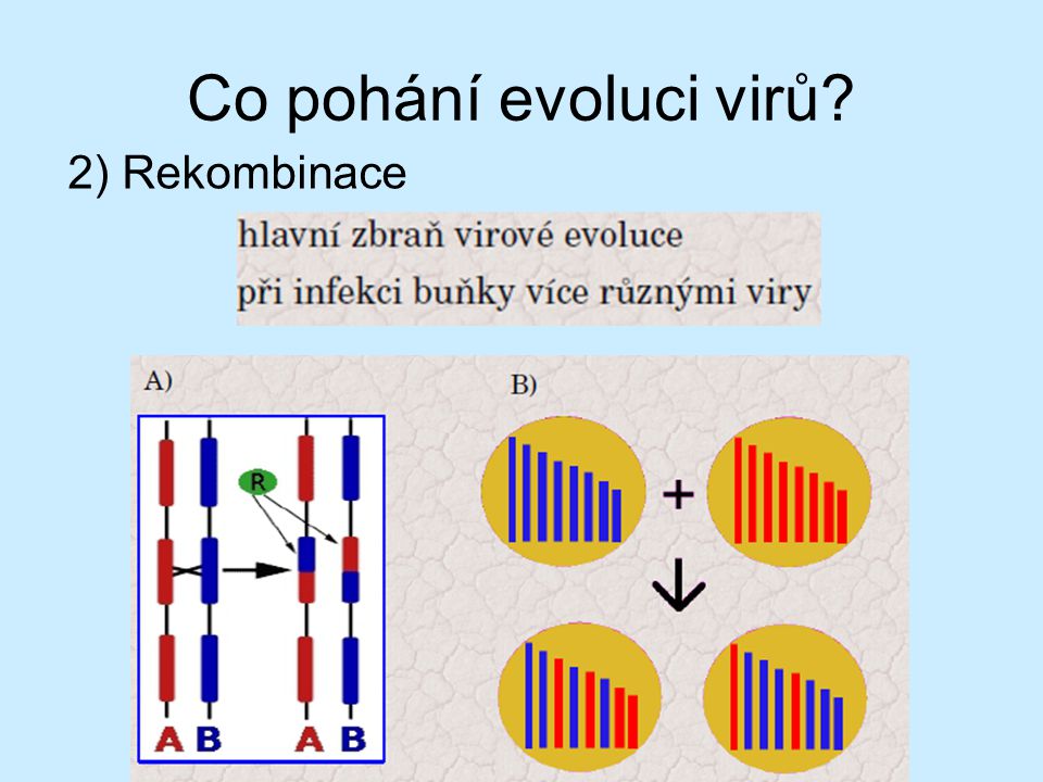 Co pohání evoluci virů 2) Rekombinace Virus chřipky má 8 úseků RNA