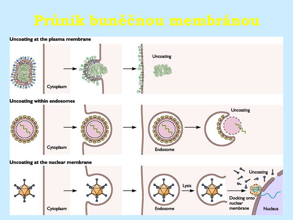 Průnik buněčnou membránou