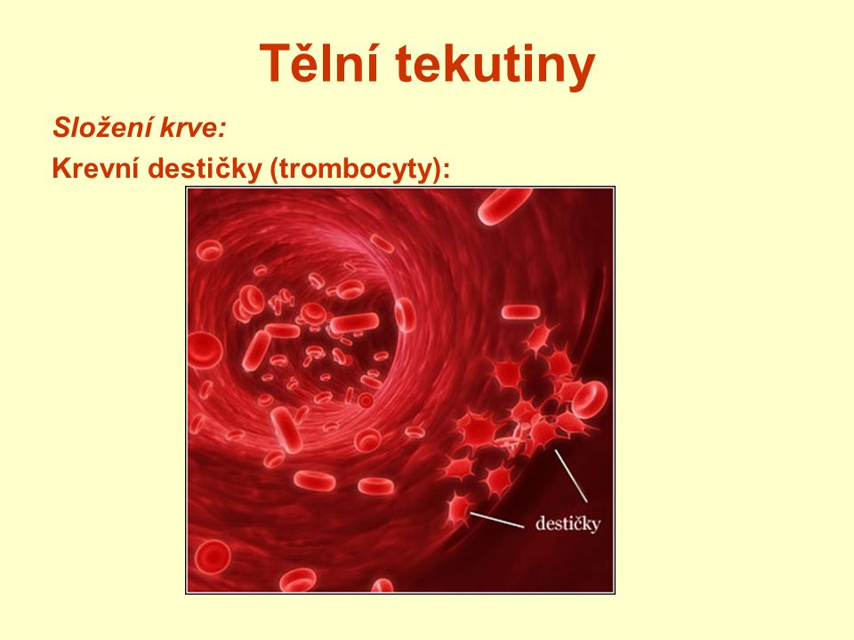 Tělní tekutiny Složení krve: Krevní destičky (trombocyty):
