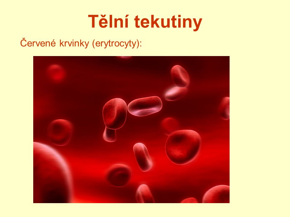 Tělní tekutiny Červené krvinky (erytrocyty):