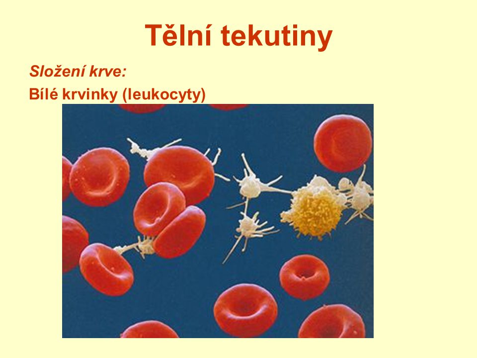 Tělní tekutiny Složení krve: Bílé krvinky (leukocyty)
